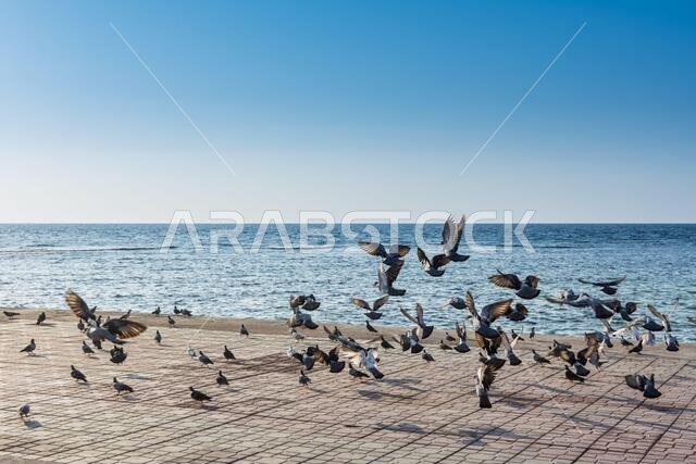 A group of pegeons flying at the Jeddah Corniche, 30 km coastal resort area of the city of Jeddah. Located along the Red Sea, features a coastal road,