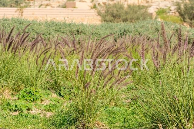 Closeup of fox tail flower of the genus Setaria growing in the oasis in Saudi Arabia