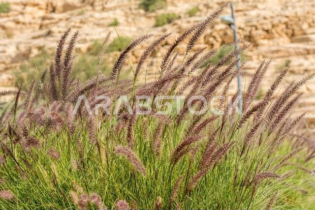 Closeup of fox tail flower of the genus Setaria growing in the oasis in Saudi Arabia