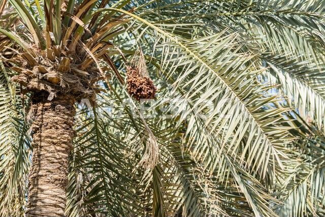 غابة من أشجار النخيل في الدارة القديمة، الرياض، المملكة العربية السعودية