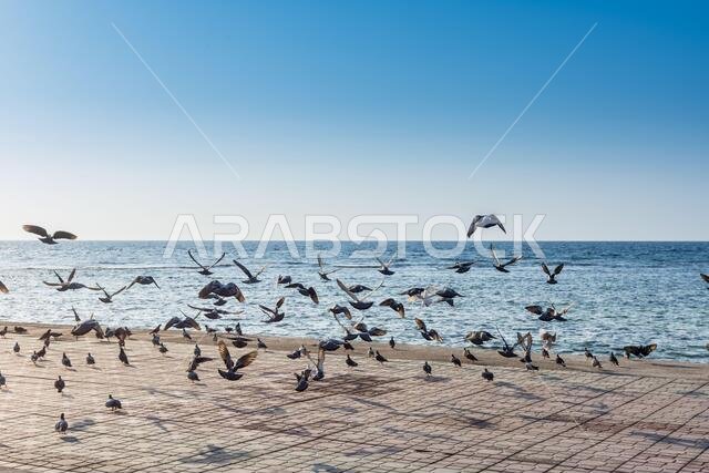 A group of pegeons flying at the Jeddah Corniche, 30 km coastal resort area of the city of Jeddah. Located along the Red Sea, features a coastal road,