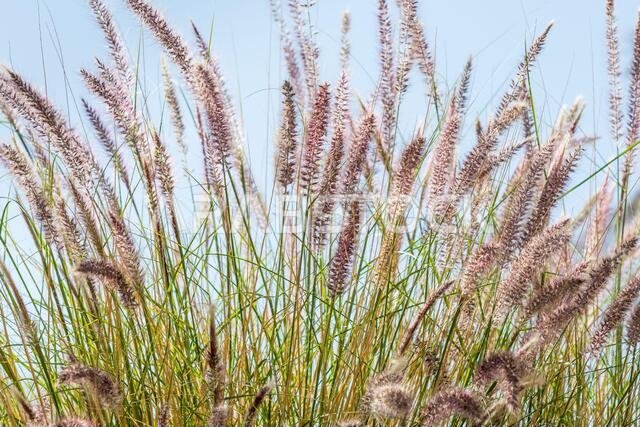 Closeup of fox tail flower of the genus Setaria growing in the oasis in Saudi Arabia