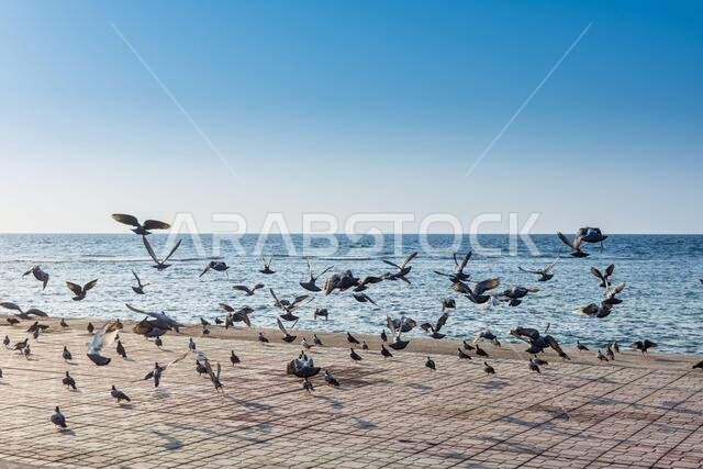 A group of pegeons flying at the Jeddah Corniche, 30 km coastal resort area of the city of Jeddah. Located along the Red Sea, features a coastal road,