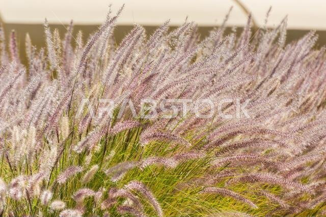 Closeup of fox tail flower of the genus Setaria growing in the oasis in Saudi Arabia