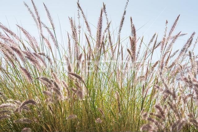 Closeup of fox tail flower of the genus Setaria growing in the oasis in Saudi Arabia