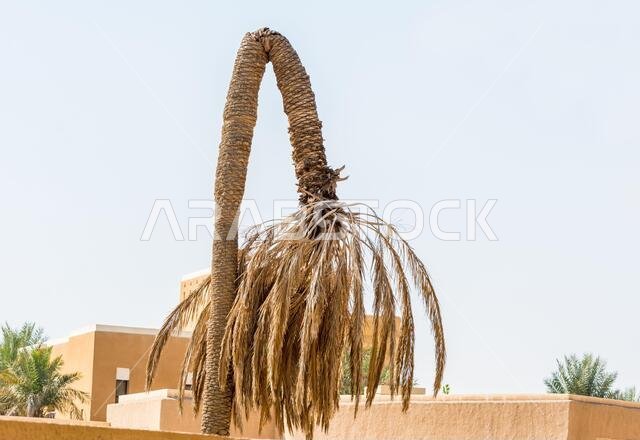 Dead date trees in Dariyah clay castle, also as Dereyeh and Dariyya, a town in Riyadh, Saudi Arabia, original home of the Saudi royal family, the capi