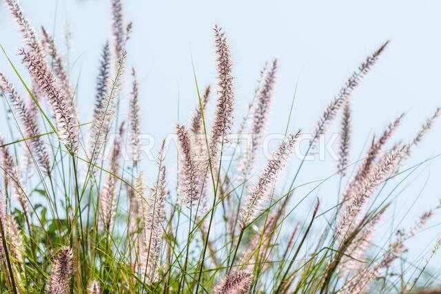 Closeup of fox tail flower of the genus Setaria growing in the oasis in Saudi Arabia