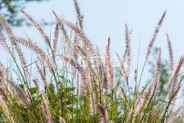 Closeup of fox tail flower of the genus Setaria growing in the oasis in Saudi Arabia