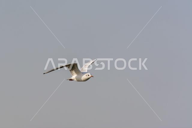 A seagull is flying in sky over the sea waters in corniche park, Dammam, Saudi Arabia