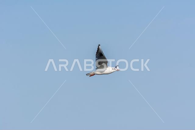 طائر نورس يحلق في سماء مياه البحر في حديقة الكورنيش بالدمام، المملكة العربية السعودية