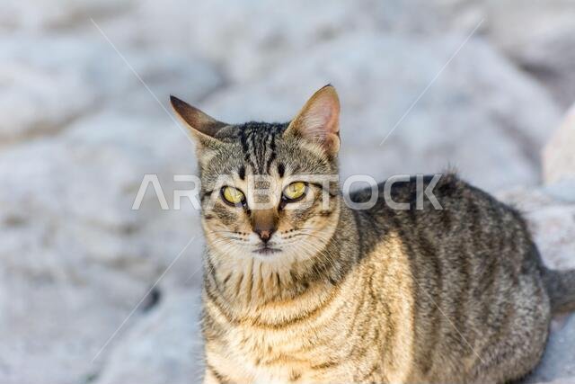 Portrait of homeless cat sitting by the sea at the corniche park in Dammam city, Saudi Arabia