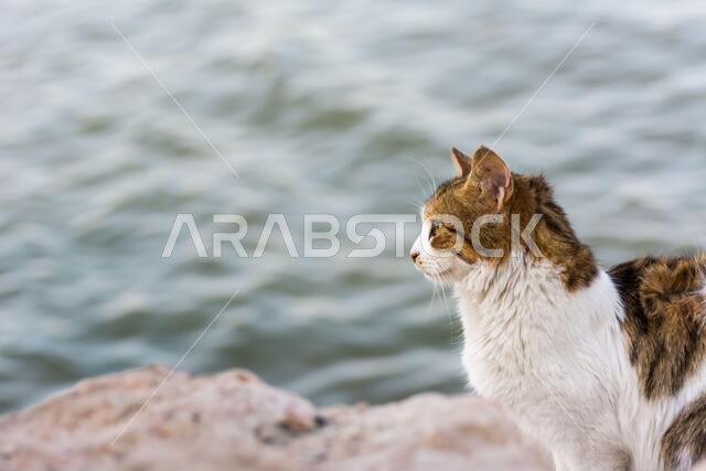 Portrait of homeless cat sitting by the sea at the corniche park in Dammam city, Saudi Arabia