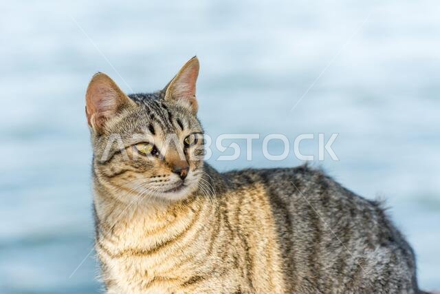 Portrait of homeless cat sitting by the sea at the corniche park in Dammam city, Saudi Arabia