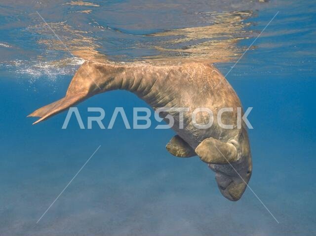 الأطوم (بقرة البحر) يسبح في مياه البحر الاستوائية