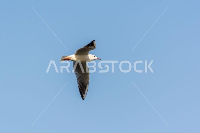 A seagull is flying in sky over the sea waters in corniche park, Dammam, Saudi Arabia