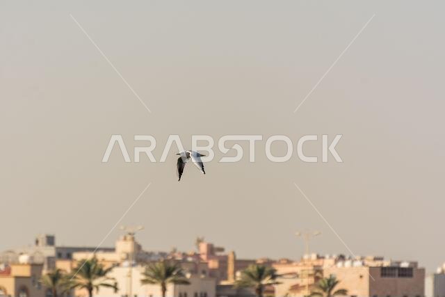 A seagull is flying in sky over the sea waters in corniche park, Dammam, Saudi Arabia