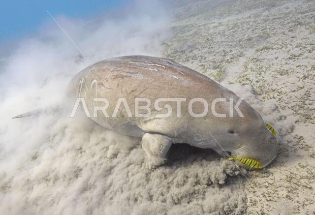 Dugong dugon (seacow or sea cow) feeding sea grass underwater