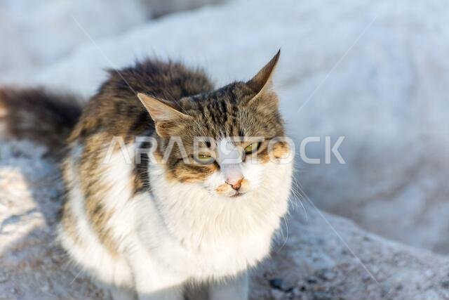 Portrait of homeless cat sitting by the sea at the corniche park in Dammam city, Saudi Arabia