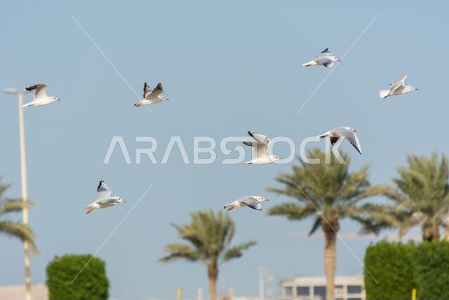 Seagulls flying at the Corniche coastal park with palm tree in Dammam, Kingdom of Saudi Arabia