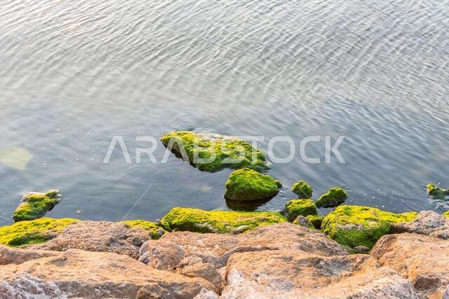 Green moss growing on the stone at the stones at the Corniche park in Dammam, Kingdom of Saudi Arabia