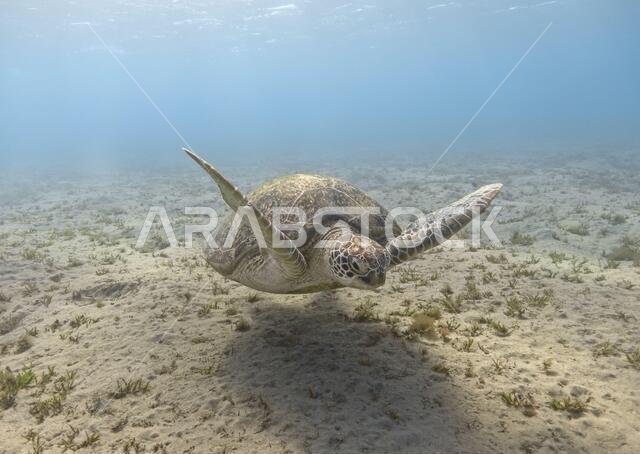 Green sea turtle swimming in the tropical sea