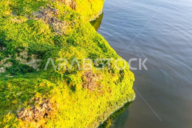 Green moss growing on the stone at the stones at the Corniche park in Dammam, Kingdom of Saudi Arabia