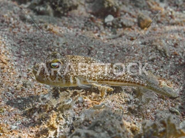 سمكة البخاخ المرقطة (Torquigener flavimaculosus) تسبح بالقرب من قاع البحر في البحر الأحمر