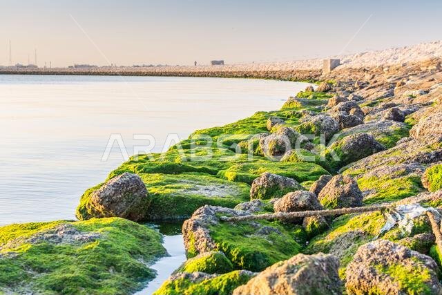 Green moss growing on the stone at the stones at the Corniche park in Dammam, Kingdom of Saudi Arabia
