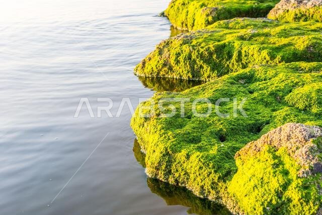Green moss growing on the stone at the stones at the Corniche park in Dammam, Kingdom of Saudi Arabia
