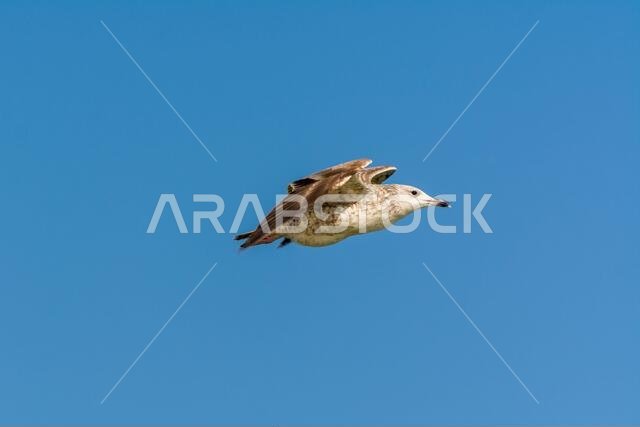 Seagull is flying in sky over the sea waters in corniche park, Dammam, Saudi Arabia