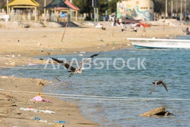 مالك الحزين الرمادي يحلق فوق مياه البحر في حديقة الكورنيش، الدمام، المملكة العربية السعودية