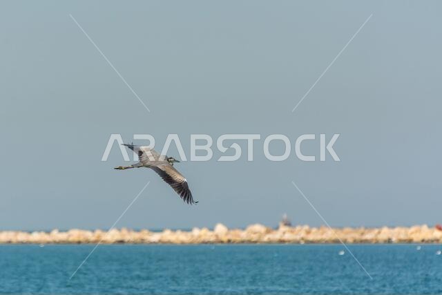 Grey Heron flying over the sea waters in corniche park, Dammam, Saudi Arabia