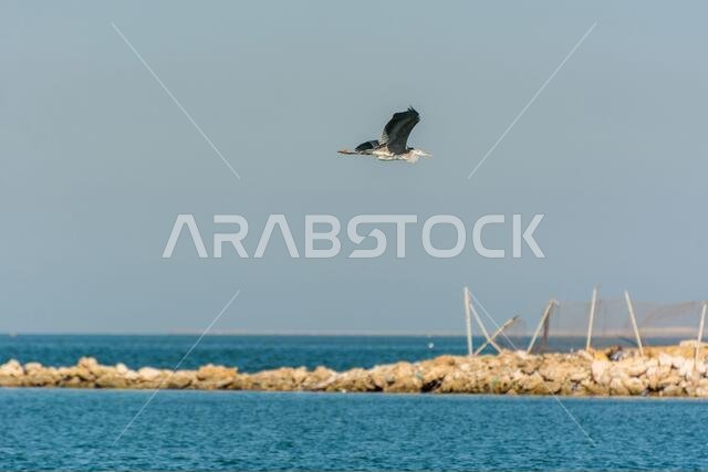 مالك الحزين الرمادي يحلق فوق مياه البحر في حديقة الكورنيش، الدمام، المملكة العربية السعودية