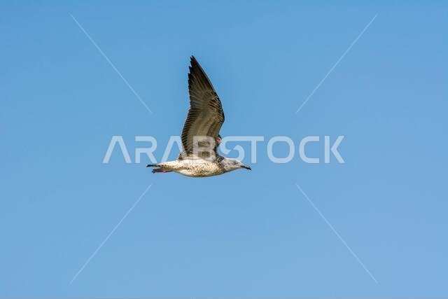 Seagull is flying in sky over the sea waters in corniche park, Dammam, Saudi Arabia