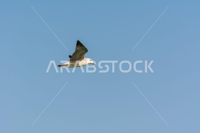 Seagull is flying in sky over the sea waters in corniche park, Dammam, Saudi Arabia