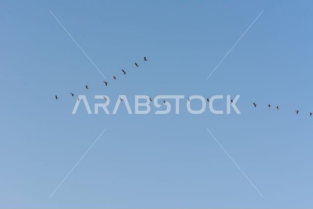 صفان من طيور البلشون تحلق فوق مياه البحر في حديقة الكورنيش، الدمام، المملكة العربية السعودية