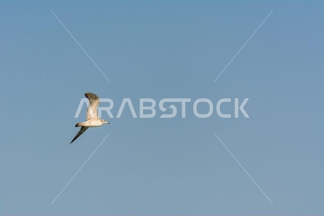 Seagull is flying in sky over the sea waters in corniche park, Dammam, Saudi Arabia