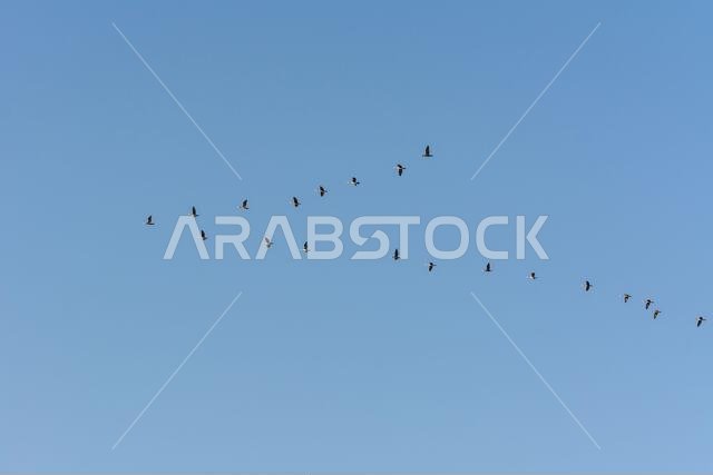 Two rows of Herons flying over the sea waters in corniche park, Dammam, Saudi Arabia