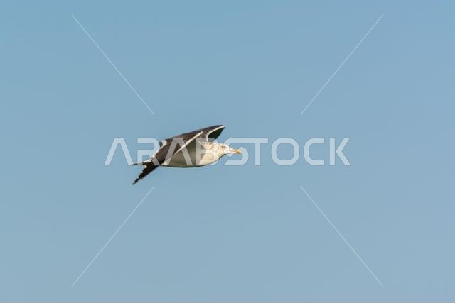 Seagull is flying in sky over the sea waters in corniche park, Dammam, Saudi Arabia