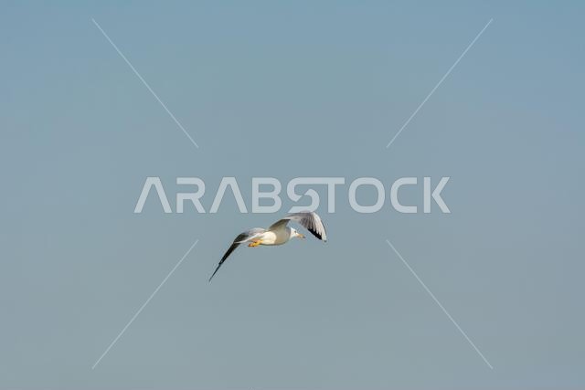 Seagull is flying in sky over the sea waters in corniche park, Dammam, Saudi Arabia