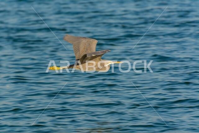 Grey Heron flying over the sea waters in corniche park, Dammam, Saudi Arabia