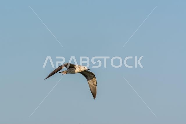 Seagull is flying in sky over the sea waters in corniche park, Dammam, Saudi Arabia