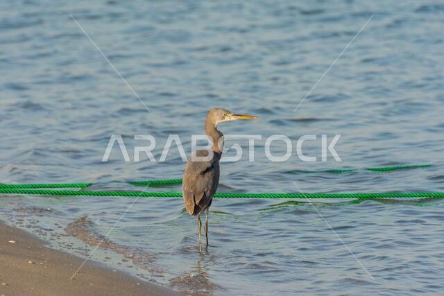 A grey Heron standing on beach in corniche park, Dammam, Saudi Arabia