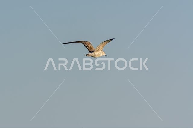 Seagull is flying in sky over the sea waters in corniche park, Dammam, Saudi Arabia
