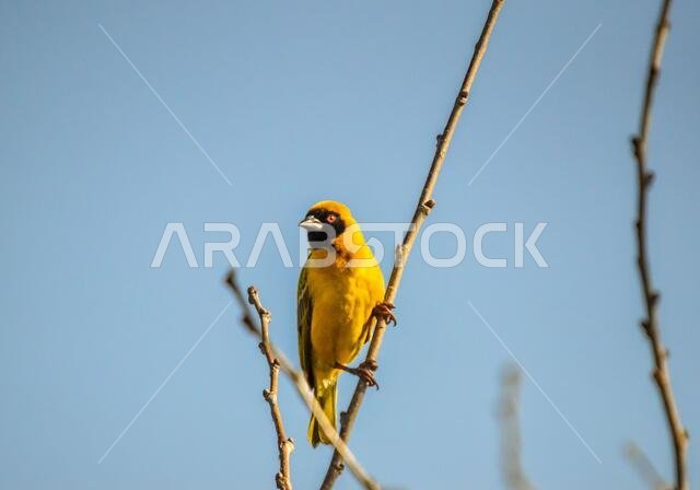 طائر النساج الأصفر المقنع الجنوبي، Ploceus velatus، ذو العين الحمراء، جاثم ويعمل خلال موسم التكاثر.