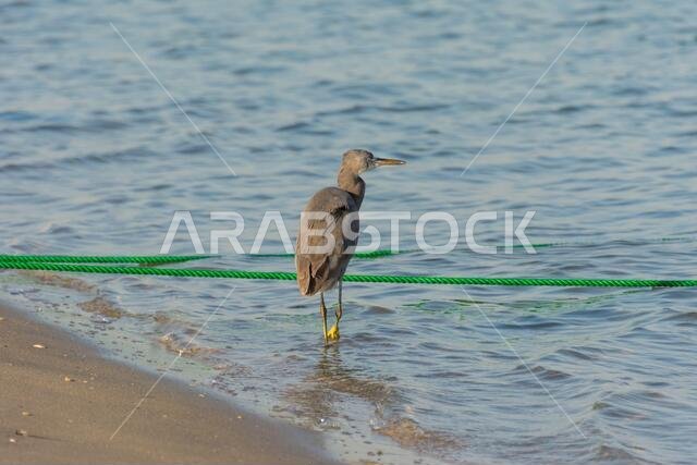 طائر مالك الحزين الرمادي يقف على شاطئ في حديقة الكورنيش، الدمام، المملكة العربية السعودية