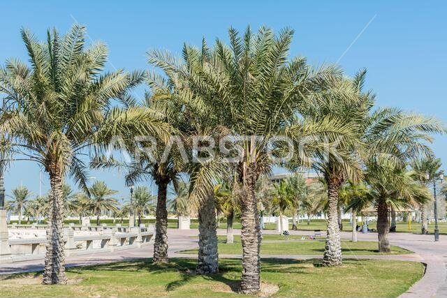 Green date palm trees in the corniche park in Dammam, Saudi Arabia