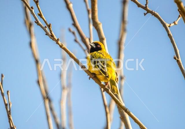 طائر النساج الأصفر المقنع الجنوبي، Ploceus velatus، ذو العين الحمراء، جاثم ويعمل خلال موسم التكاثر.