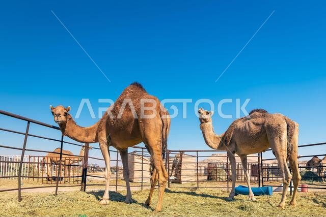 مجموعة من الجمال في صحراء السرار، المملكة العربية السعودية.