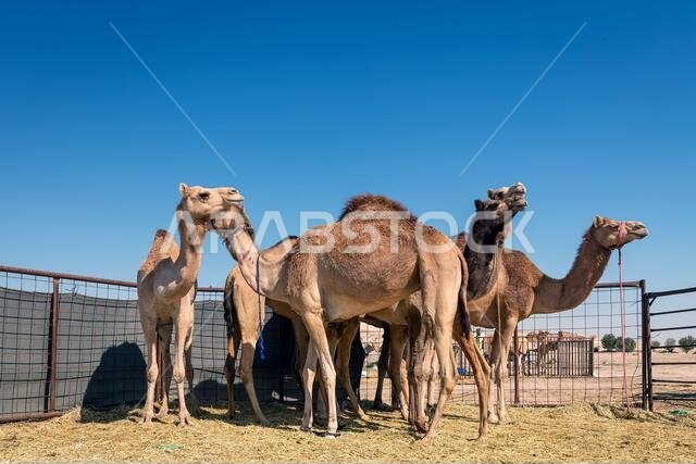 مجموعة من الجمال في صحراء السرار، المملكة العربية السعودية.